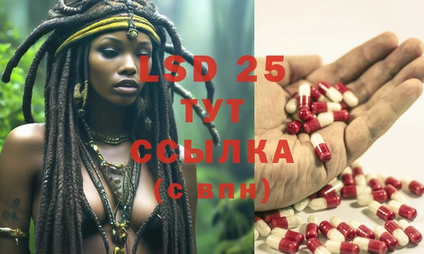 шишки Абаза